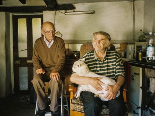 two men elderly men sitting in a farmhouse kitchen. one is holding a sheep on his lap.