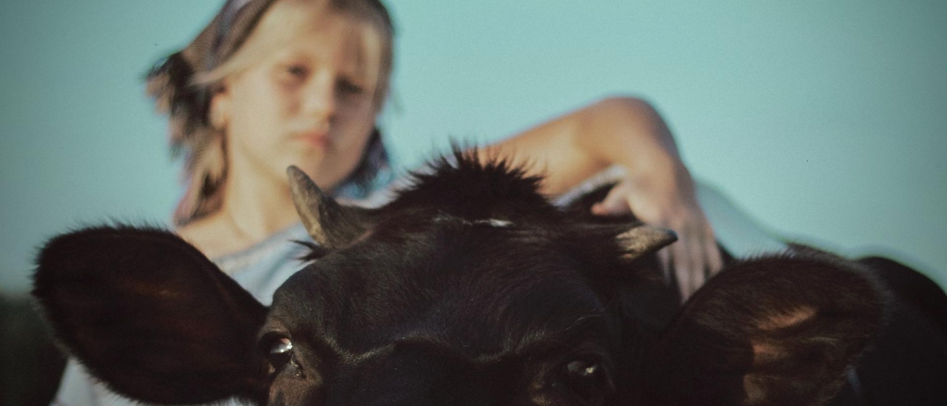 a photo of a young person standing behind a black cow