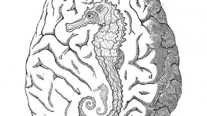 a line drawing of a seahorse in a human brain